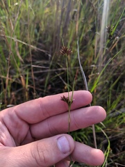 Rhynchospora capitellata