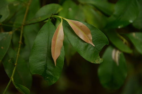 Garcinia intermedia (Garcinia intermedia)