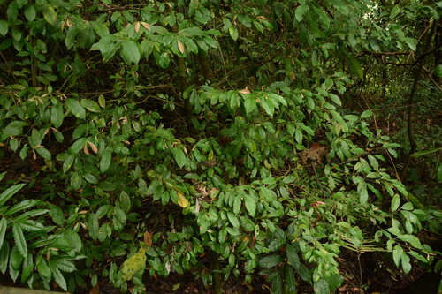 Garcinia intermedia