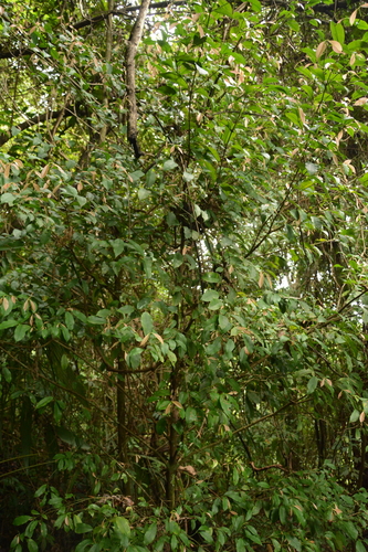 Garcinia intermedia, photograph 3