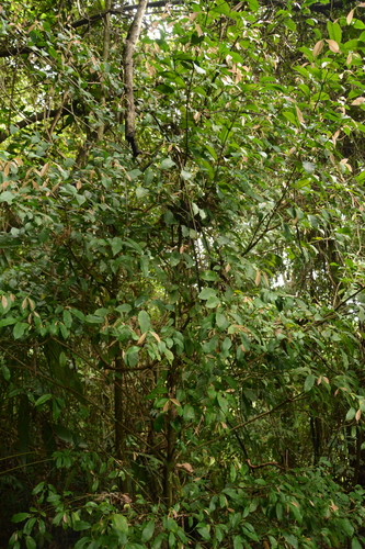 Garcinia intermedia, photograph 4