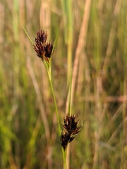Rhynchospora capitellata