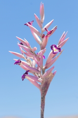 (c) Paúl Gonzáles, some rights reserved (CC BY) Tillandsia purpurea, photograph (c) Paúl Gonzáles, some rights reserved (CC BY)