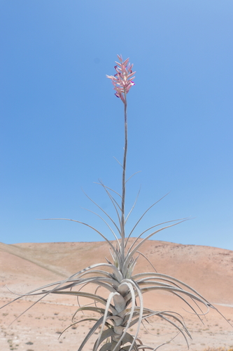 Tillandsia purpurea (Tillandsia purpurea)