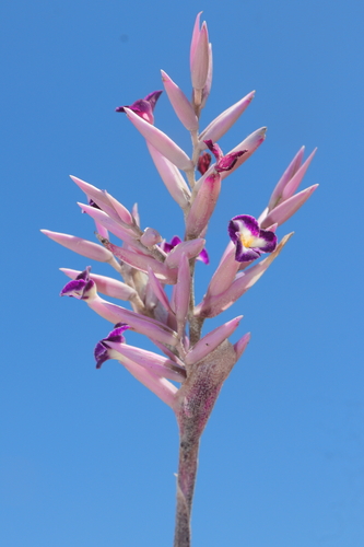 Tillandsia purpurea, photograph 6