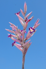 Tillandsia purpurea, photograph (c) Paúl Gonzáles, some rights reserved (CC BY)