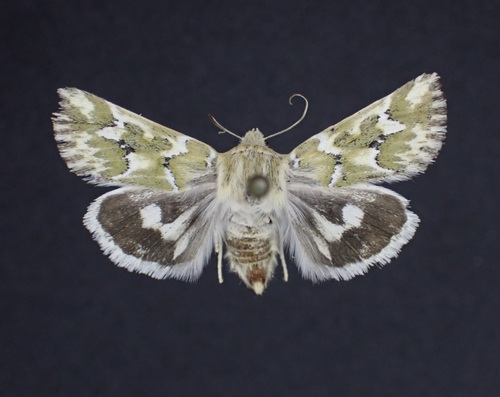 Mead's Flower Moth photo 2