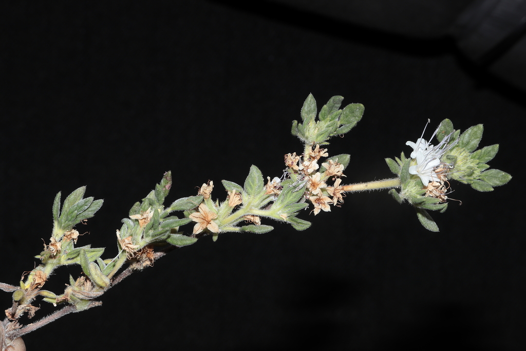 Tiquilia conspicua