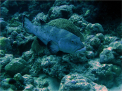 Plectropomus areolatus