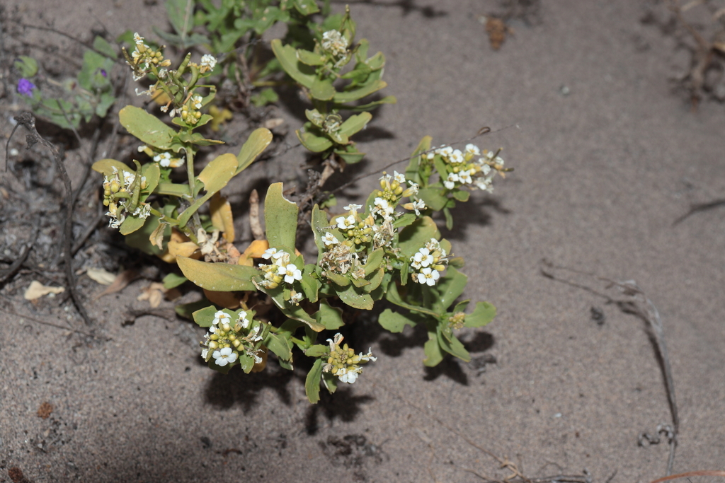 Dictyophragmus