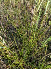 Rhynchospora capitellata