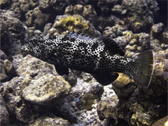 Plectropomus areolatus