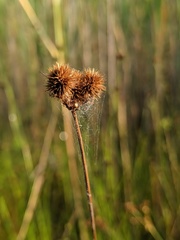 Juncus brachycarpus
