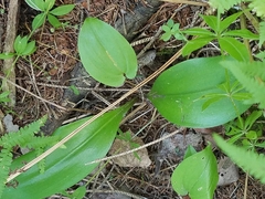 Clintonia