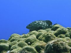 Epinephelus coeruleopunctatus