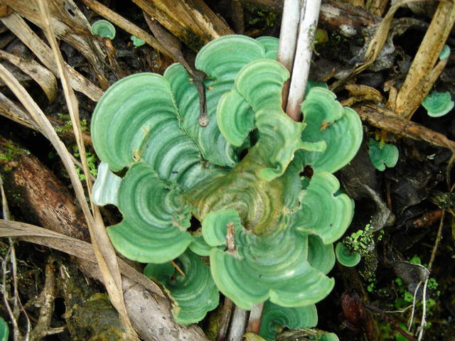 Meruliaceae (Fungi of Shenandoah National Park) · iNaturalist