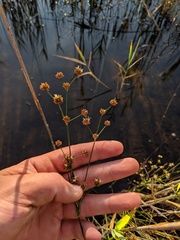 Juncus nodosus