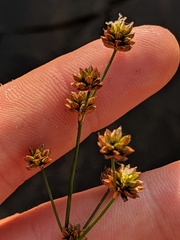 Juncus nodosus