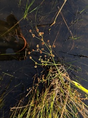 Juncus nodosus