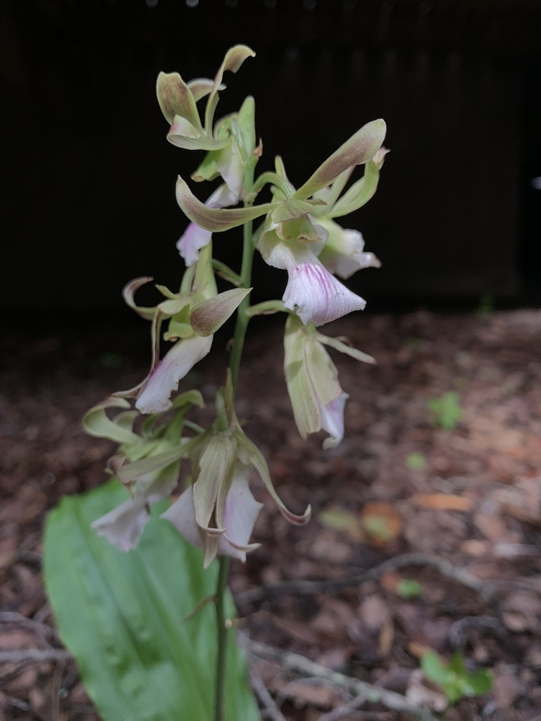Eulophia guineensis