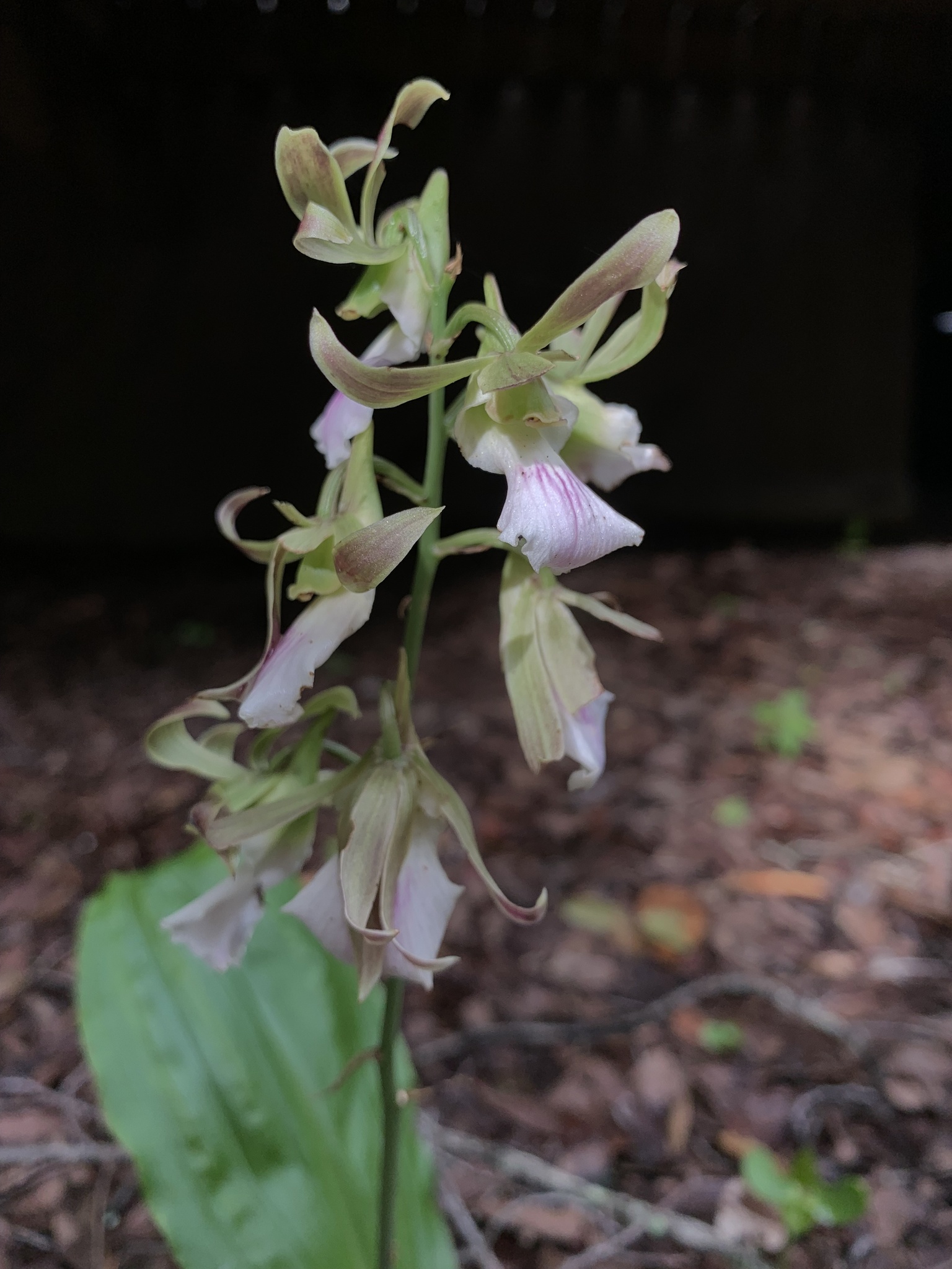 Orchid (Eulophia guineensis)