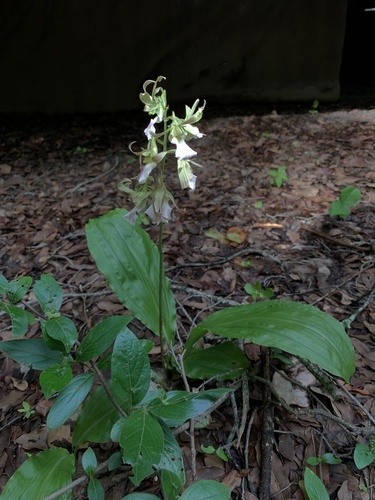 Eulophia guineensis, photograph 2