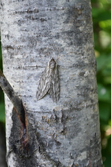 Sphinx canadensis