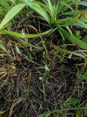 Polygala verticillata