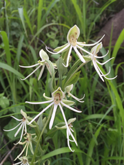 Habenaria macroceratitis