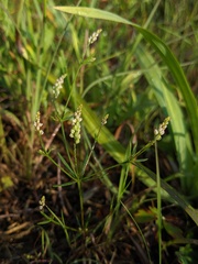 Polygala verticillata