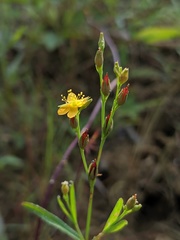 Hypericum canadense