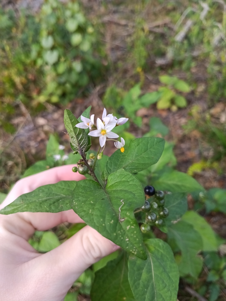 American black nightshade from Harris, Lehigh Acres, FL, USA on January ...