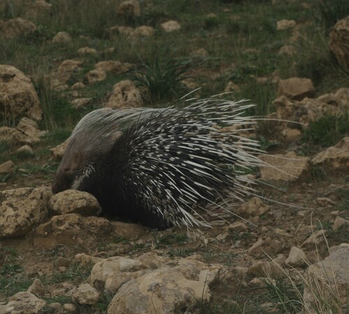 Crested Porcupine