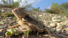 Phrynosoma taurus