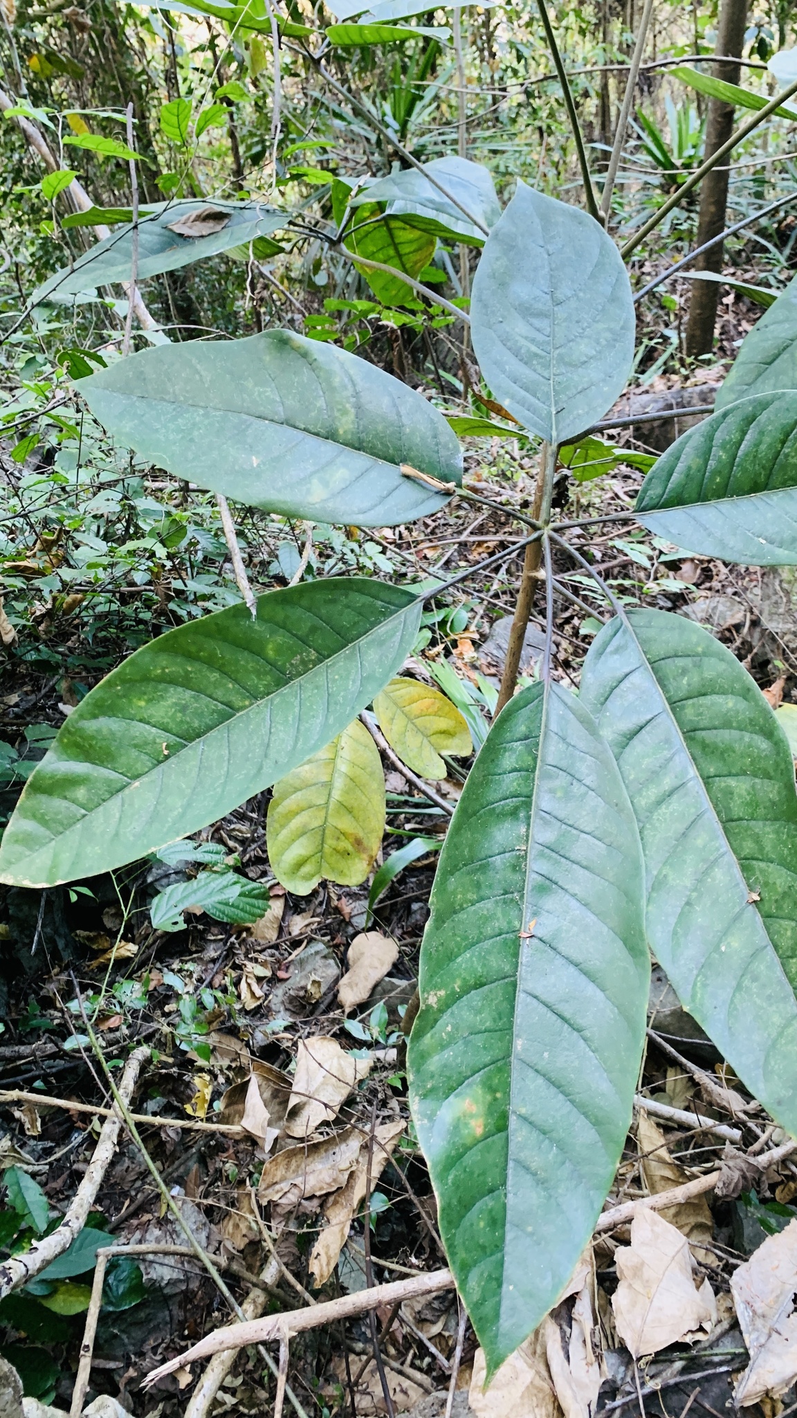 Brassaiopsis glomerulata (Brassaiopsis glomerulata)