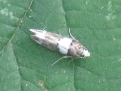 Recurvaria leucatella