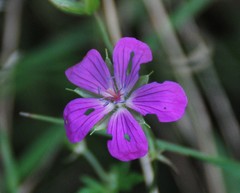 Geranium