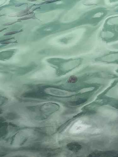 Mauve Stinger (Pelagia noctiluca)