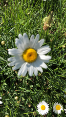 Leucanthemum vulgare