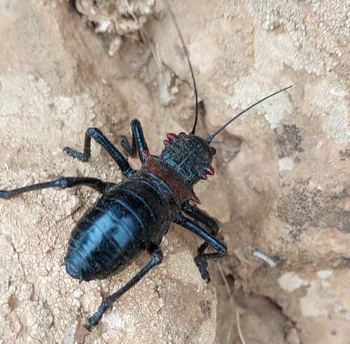 Eugaster spinulosa