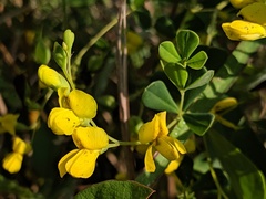 Baptisia tinctoria