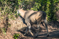 Tragelaphus oryx livingstonii