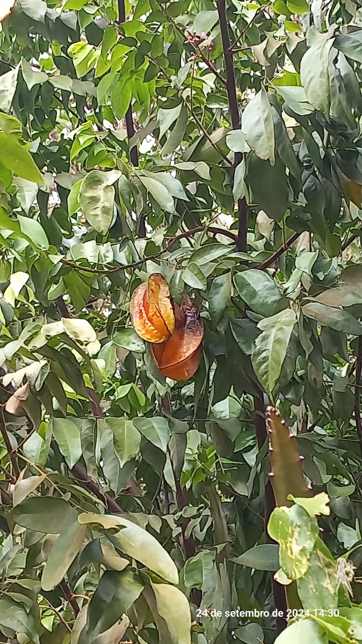 Averrhoa carambola