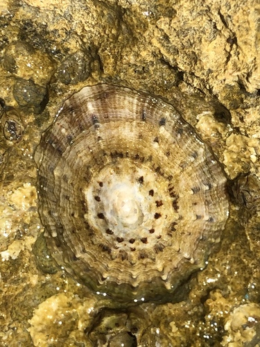 Patella rustica