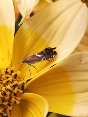 Glyphipterix simpliciella