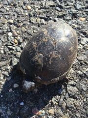 Kinosternon subrubrum subrubrum