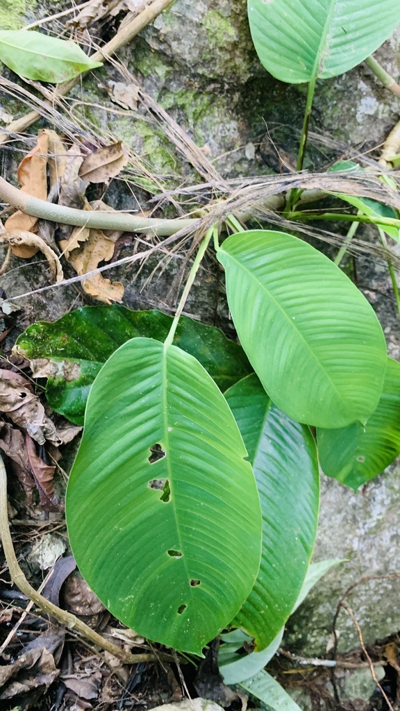 Rhaphidophora tonkinensis (Rhaphidophora tonkinensis)