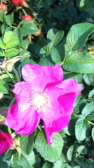 Rosa rugosa