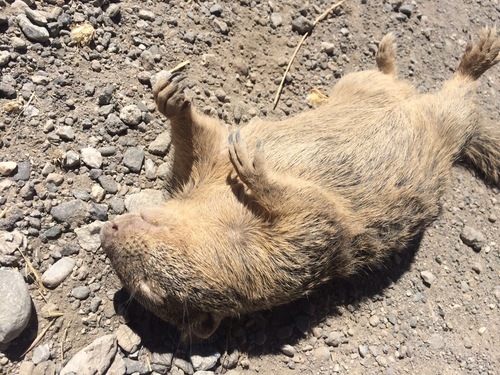 iNaturalist observation photo of California Ground Squirrel