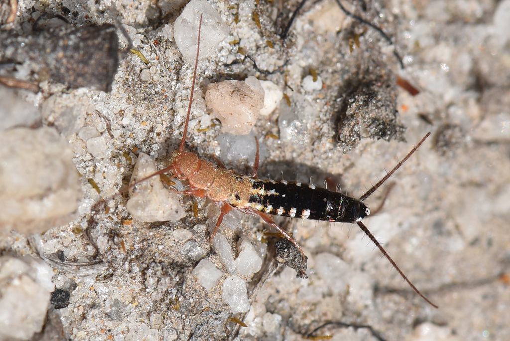 Hemitelsella mutilloides